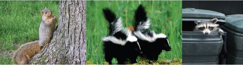 Rodent, Rat, Mouse, Vole, Squirrel, Raccoon and Wildlife Removal